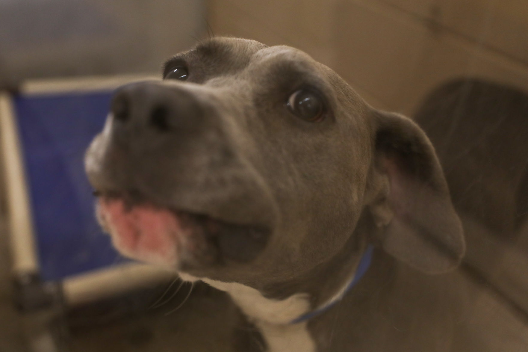 Lee County Humane Society pets for adoption